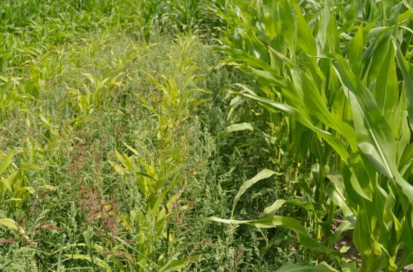  Jak skutecznie i ekonomicznie zwalczać chwasty w kukurydzy